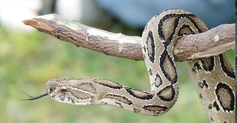 খুলনা বিভাগে ২৪ ঘন্টায় এন্টিভেনম দিবে ইনসেপ্টা